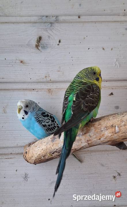 Papugi faliste rasowe i Nimfy Wystawowe Ptaki