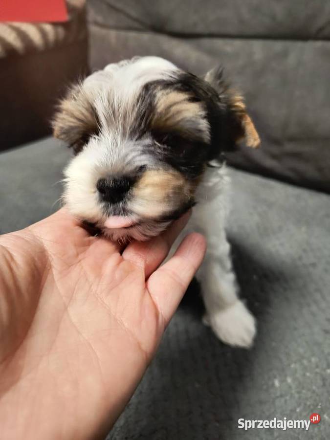 Śliczny piesek Yorkshire Terrier Biewer Tricolor Pruszcz Gdański