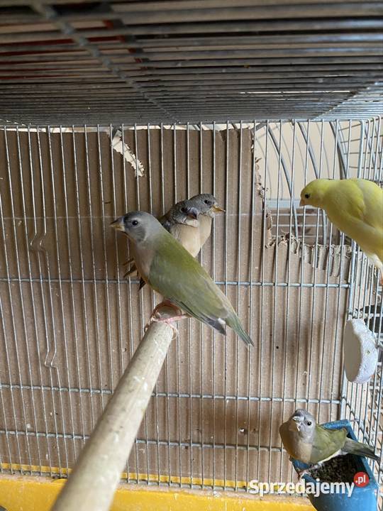 amadyna wspaniała Ptaki Damasławek