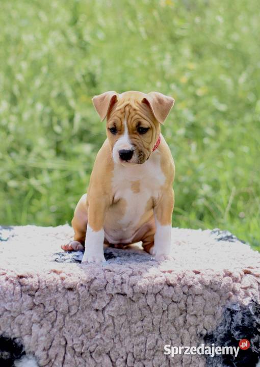 Amstaff szczeniaki Gdańsk