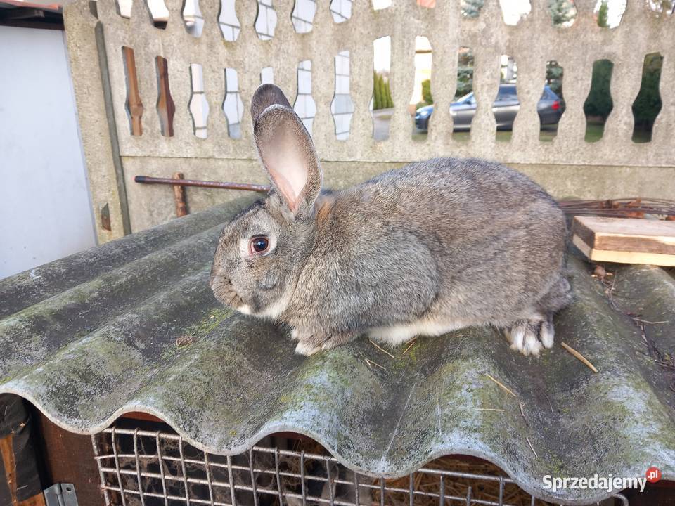 Króliki Zwierzęta Mińsk Mazowiecki sprzedam