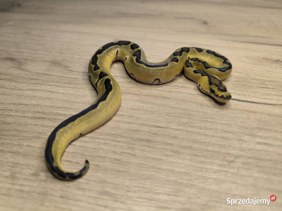Pyton królewski Enchi Fire Blade poss YBSpecter