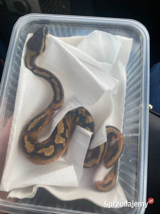 Pyton królewski regius piebald Gady i płazy