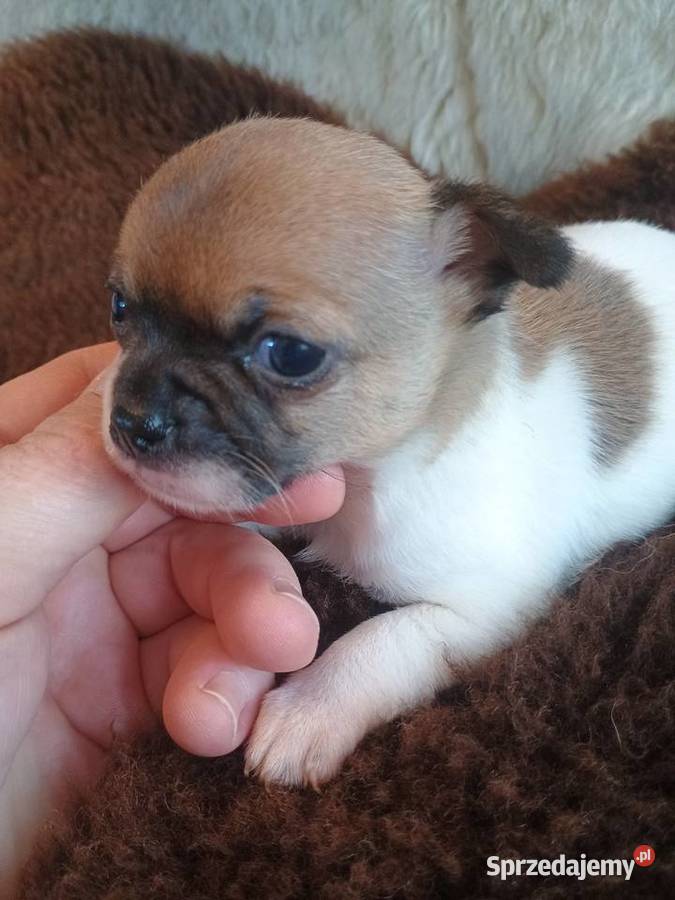 W naszej domowej hodowli powitaliśmy pięknego