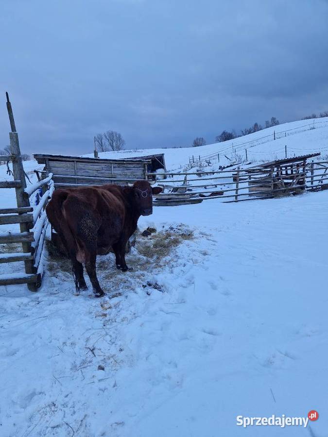 Sprzedam krowę mleczną Suwałki