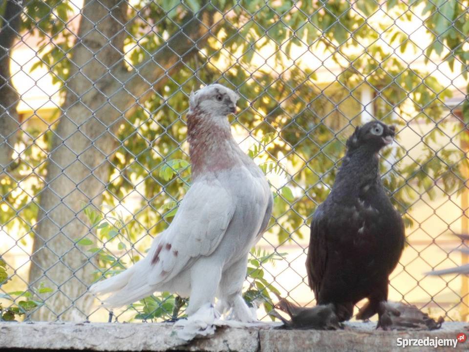 Bij Uzbecki płowy Tasman samiec 2014r Nysa