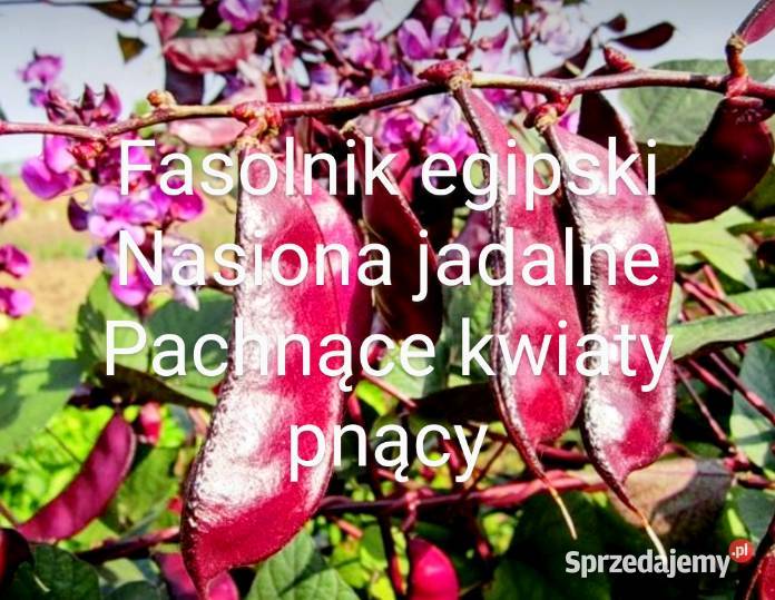 Broda mnicha Dzikie szparagi Fasolnik egipski
