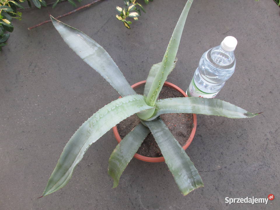 Rzadka agawa kolekcjonerska Agave bovicornuta Kraków