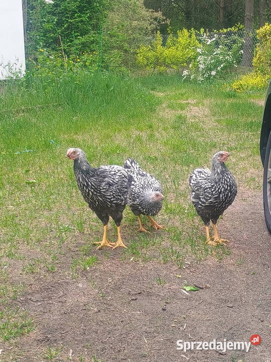 Wyandotte Drób i ptactwo Pomiechówek