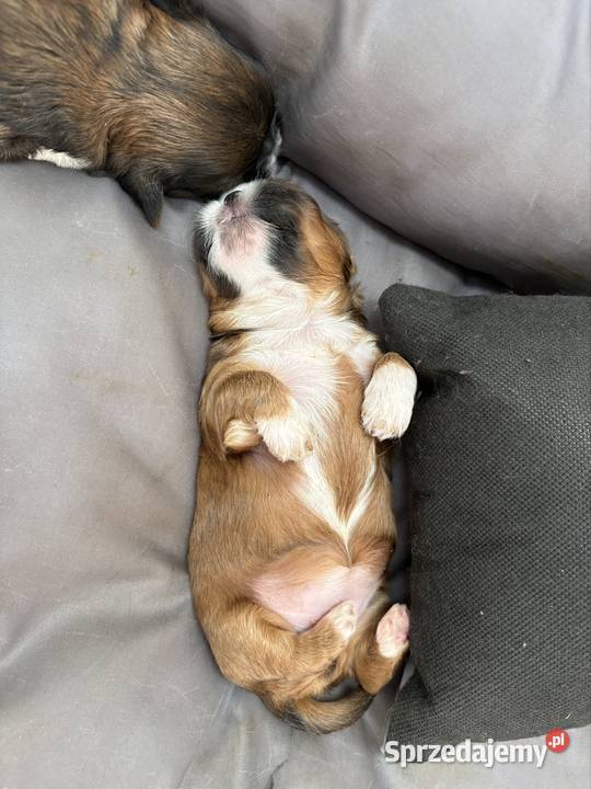Suczka shih tzu mazowieckie Ciechanów