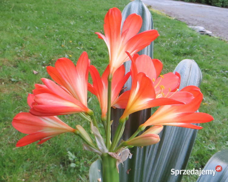 Kliwia Clivia miniata sadzonka Kraków kwitnie