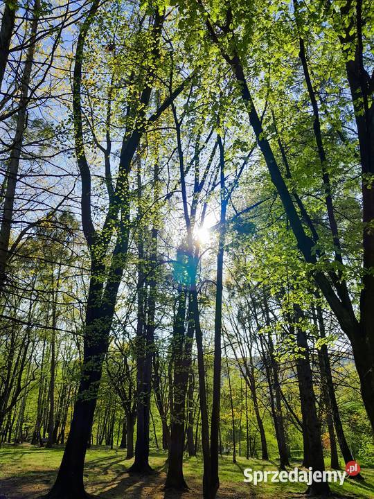 Mentoring Zen Wsparcie Duchowe Reiki na małopolskie Kraków
