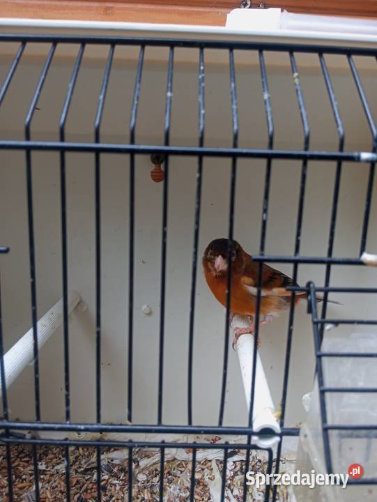 Sprzedam nierozłączki i bastardy Gródek nad Dunajcem