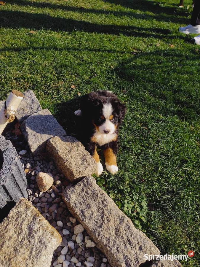 Sprzedam Pieski Psy Pogwizdów