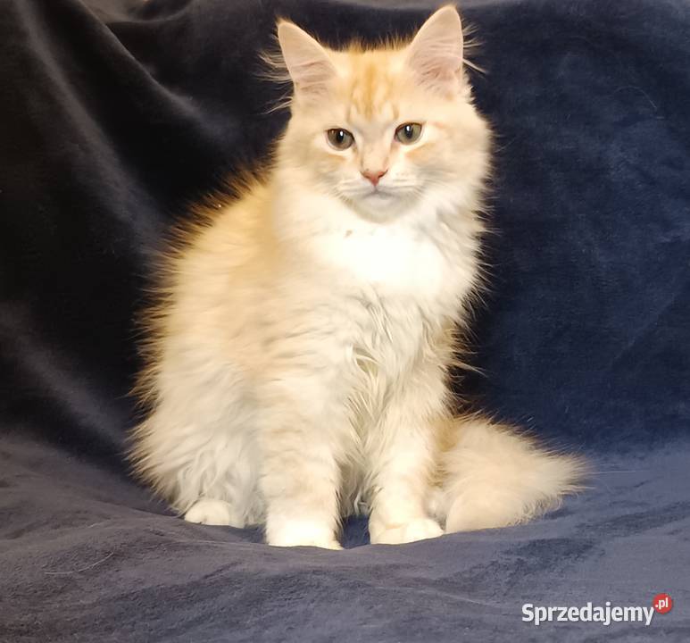 Koty Syberyjskie PICOLLO ZKolakowegoDomu Kwilcz