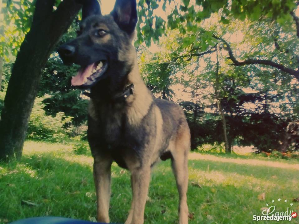 Oddam Owczarek belgijski Malinois Psy