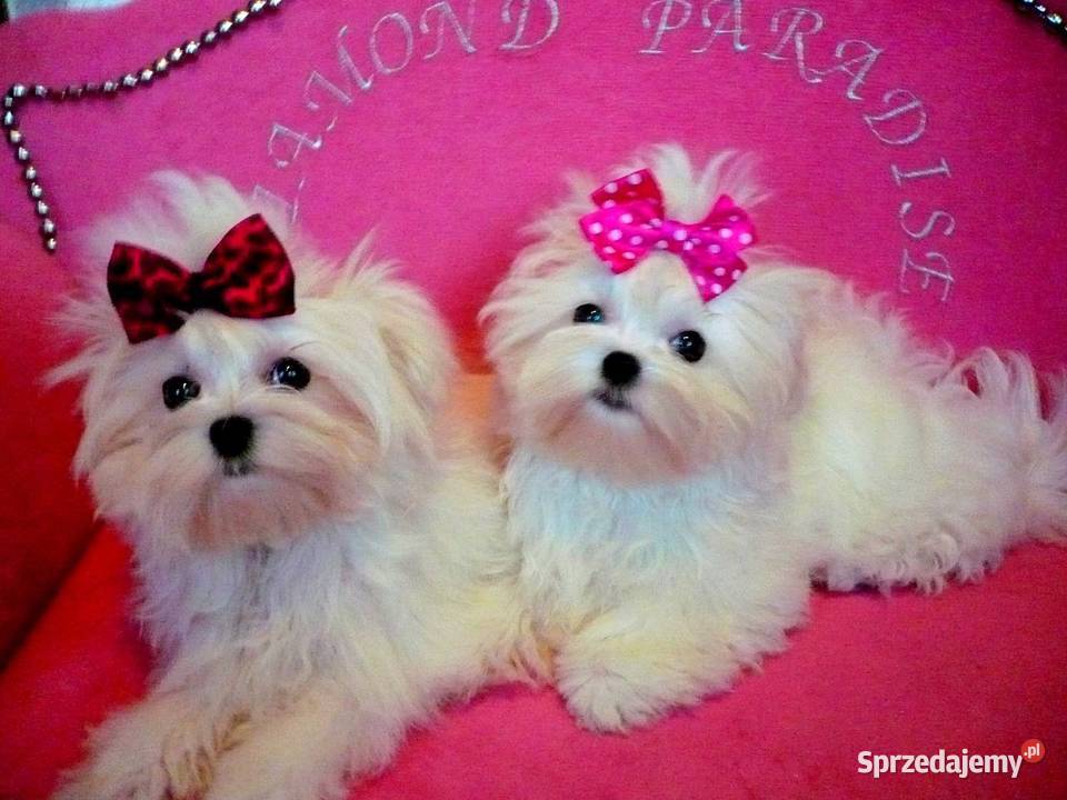 maltańczyki koreańskie szczenięta z rodowodem Bydgoszcz