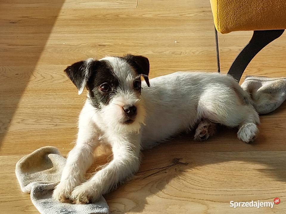 Parson Russell terrier suczka szczenię Wrocław