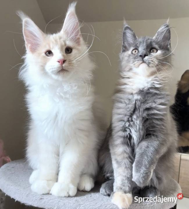 Maine Coon Niebieskie szylkretki Linia Shaded sprzedam