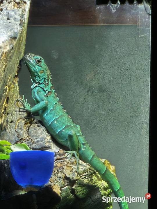 Młody Legwan zielony Blue Brwinów