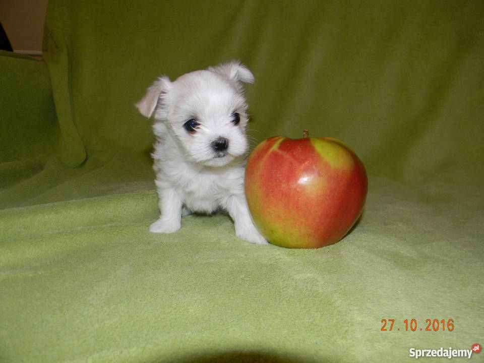 Maltańczyk Szczeniaki Rodowód ZHPR Zwierzęta podkarpackie