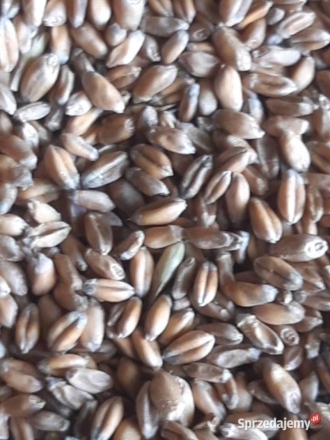 Pszenica i jęczmień Pleśna sprzedam