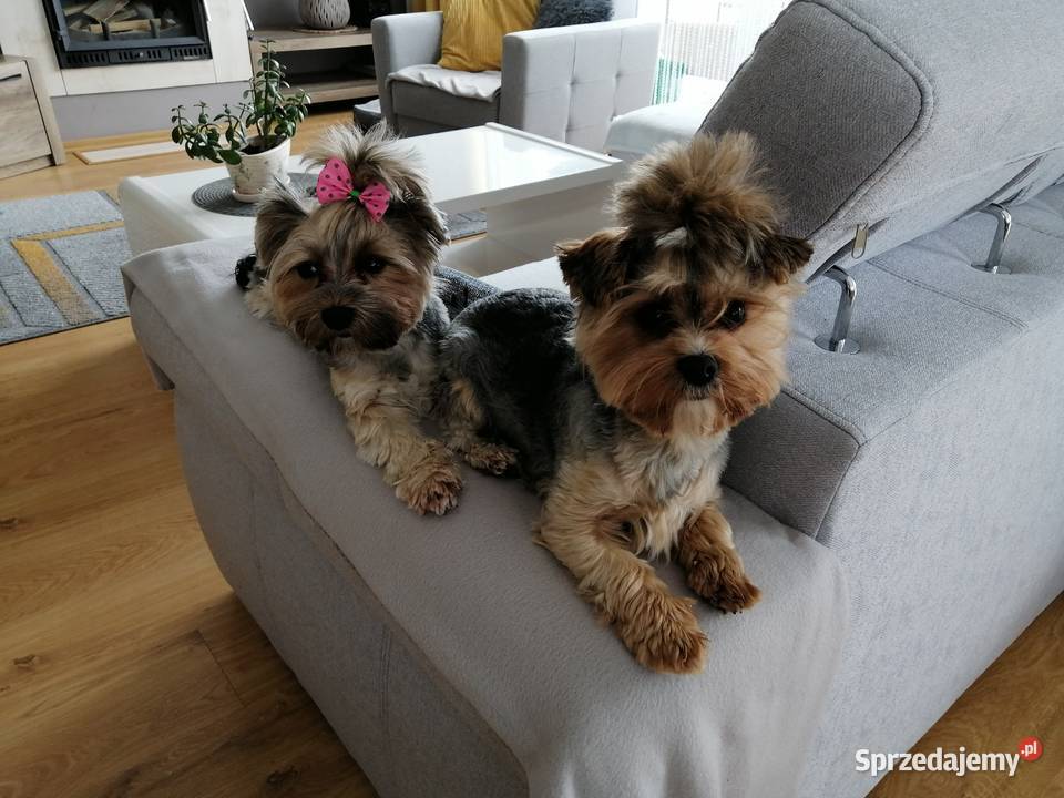 Yorkshire Terrier Psy Ostrowiec Świętokrzyski