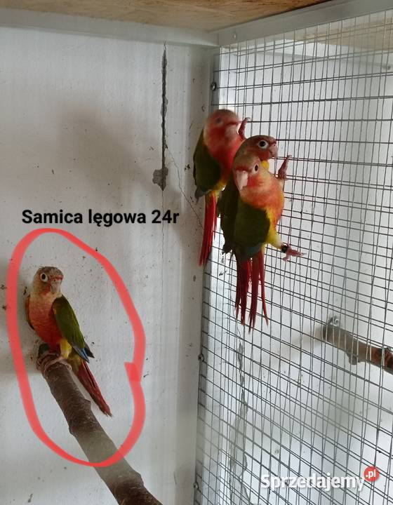 Rudosterki zielonolice Kraków