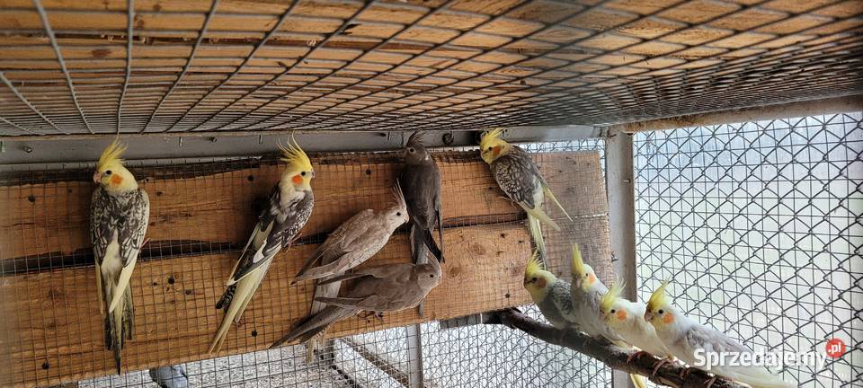 papugi nimfy śląskie Łaziska