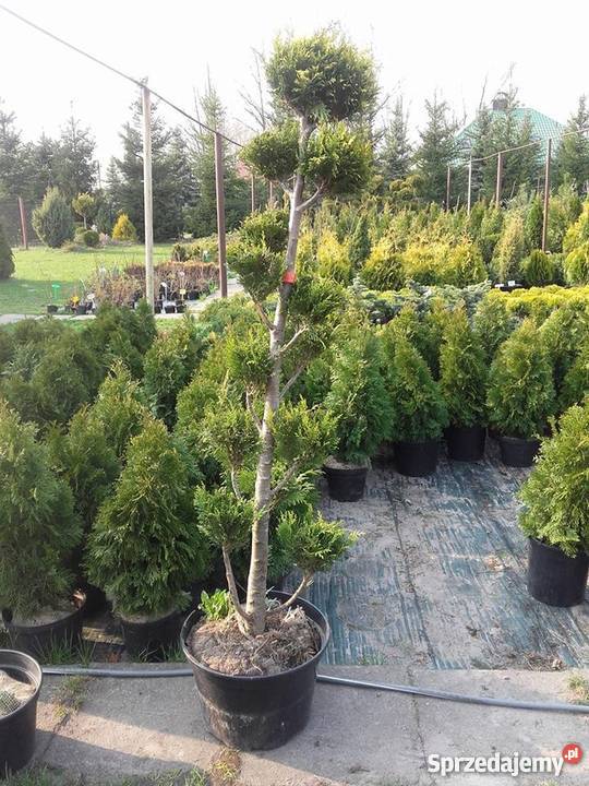 Drzewko BONSAI 160200 PRODUCENT Rydzyny