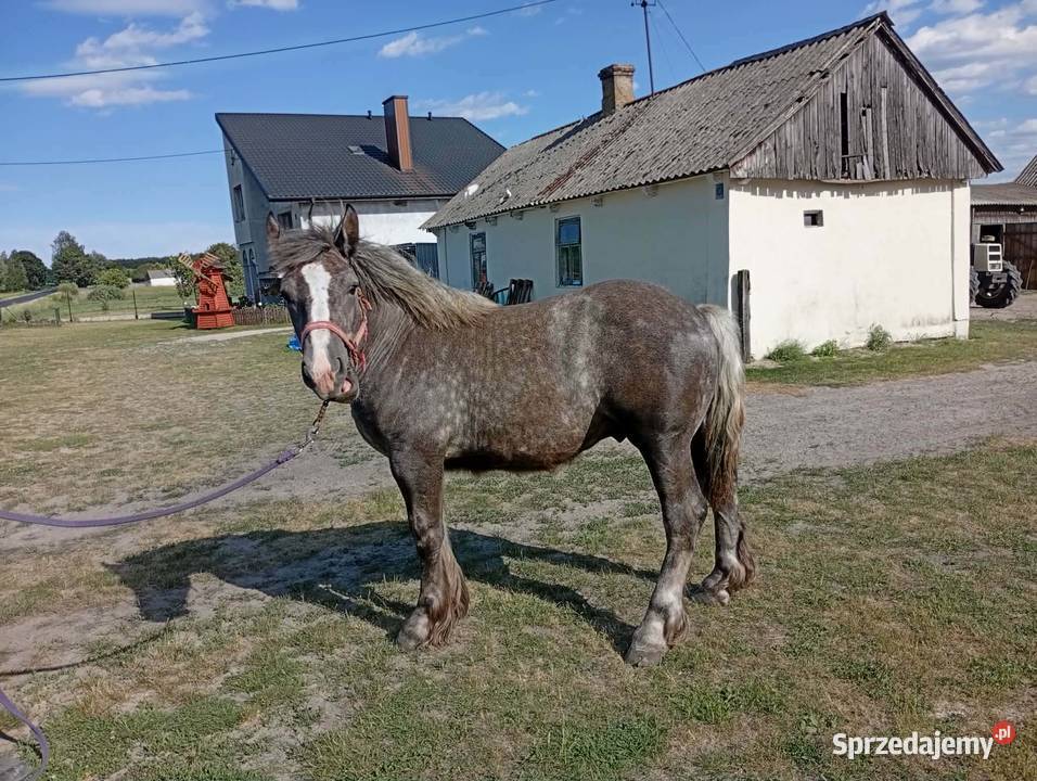 Sprzedam ogierka sprzedam