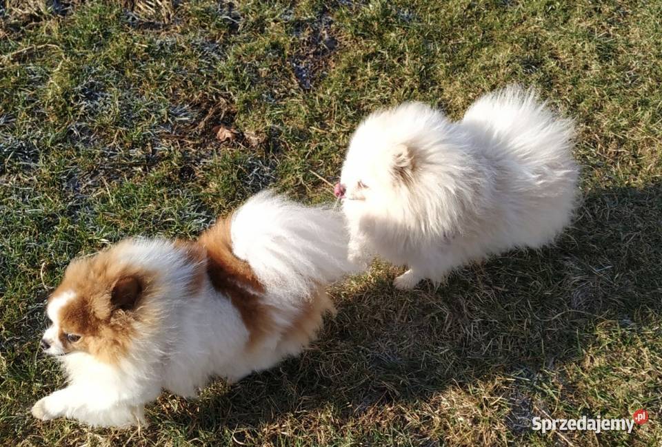 POMERANIAN FCI PUSZYSTA KULECZKA Wieliczka