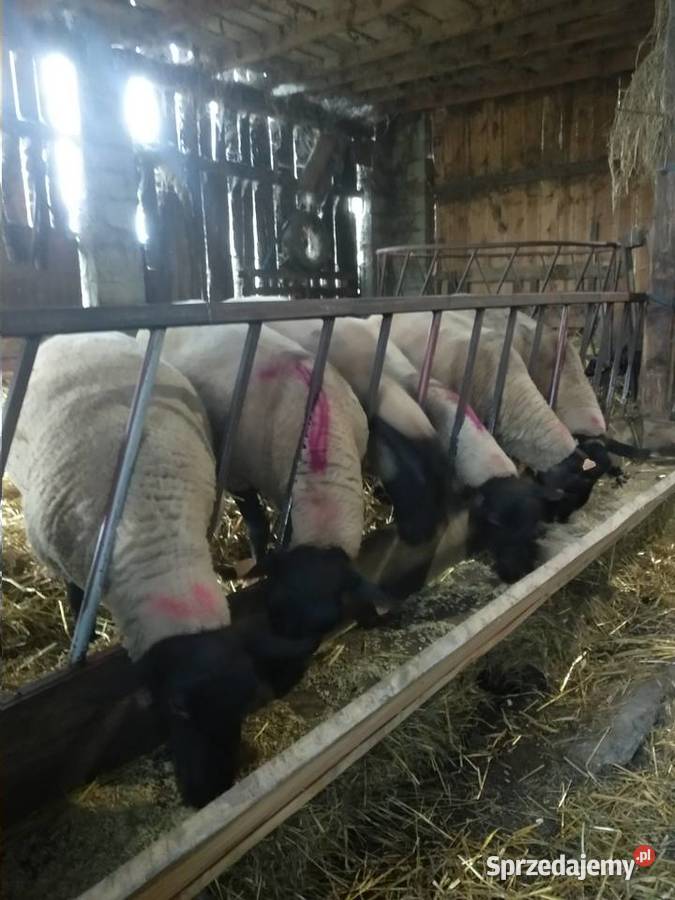 Owce suffolk Wielopole Skrzyńskie sprzedam