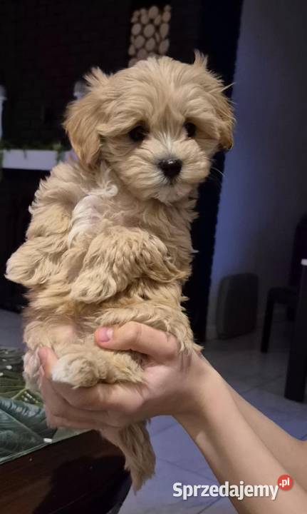 Maltipoo suczki Inowrocław