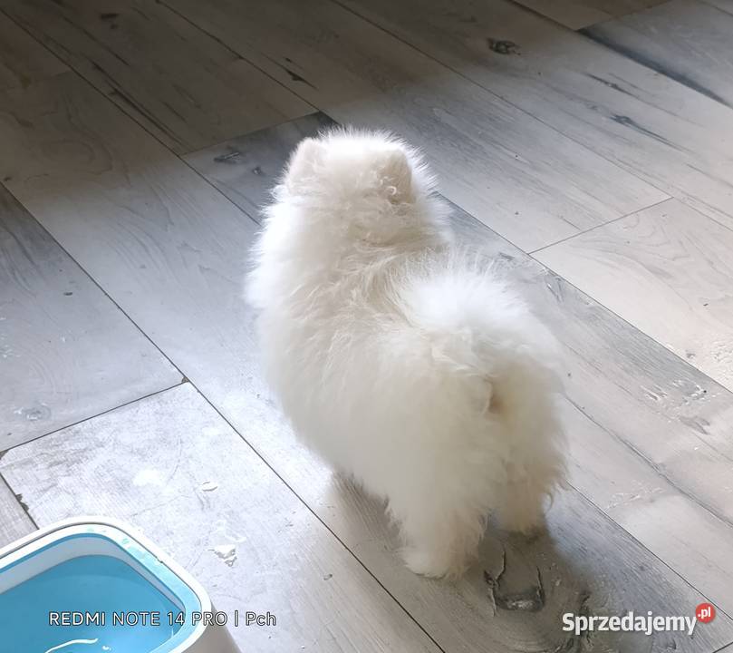 Szpic miniaturowy Przepiękne misie mazowieckie Warszawa sprzedam