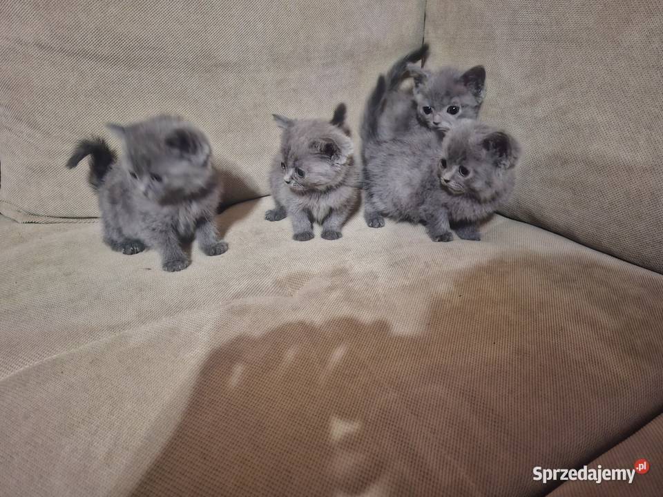 Kocurki brytyjskie Koty brytyjskie Nysa