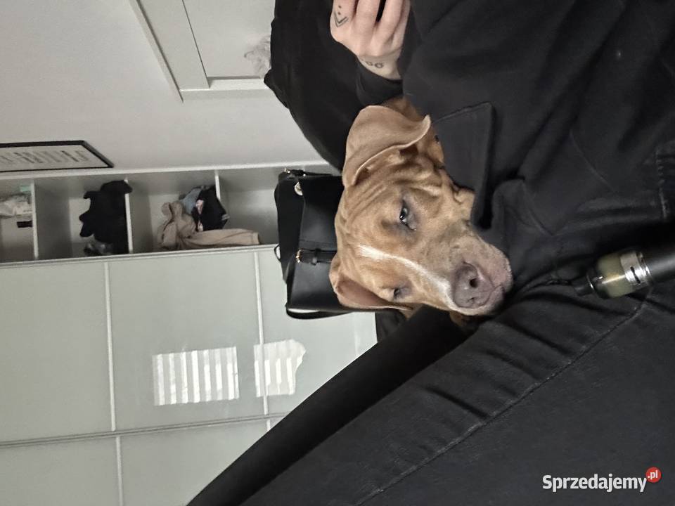 szczeniak suka Amstaff Gdańsk