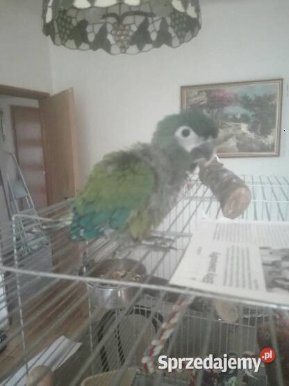 Ara Maracana ręcznie karmiona Warszawa