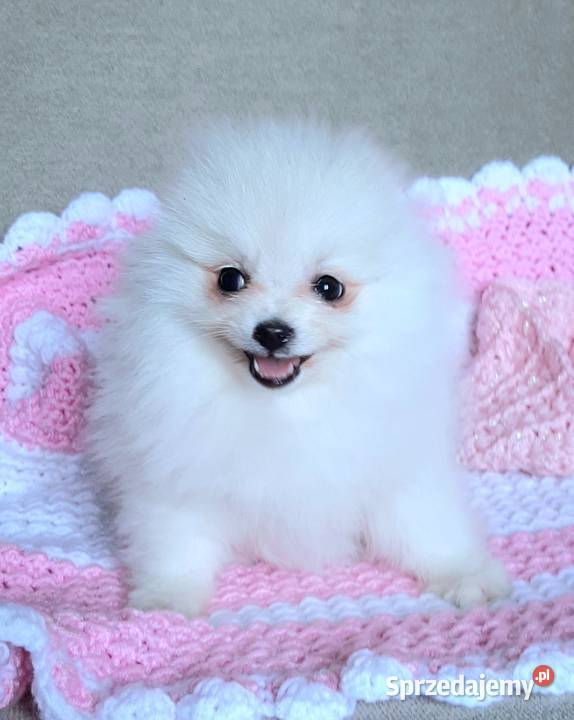Piekna suczka szpic miniaturowy pomeranian Pabianice