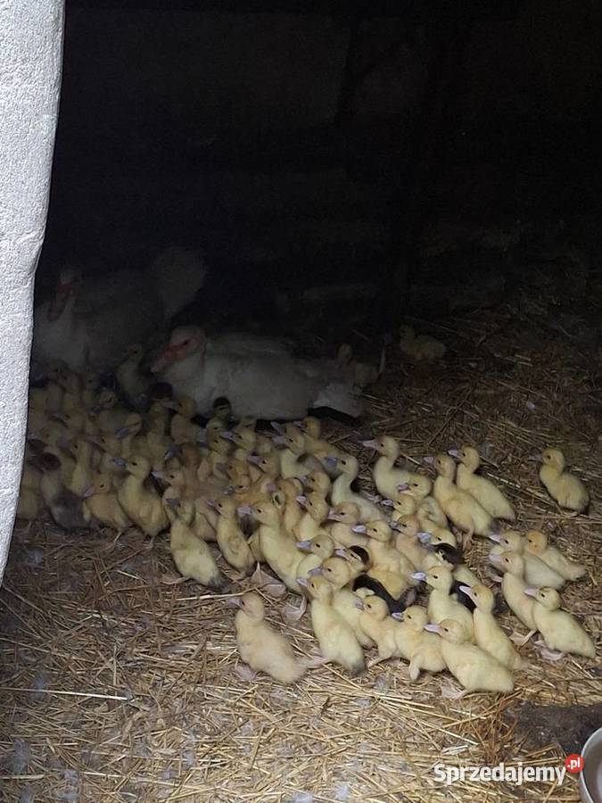 Kaczki francuzkie Sierakowice Lewe