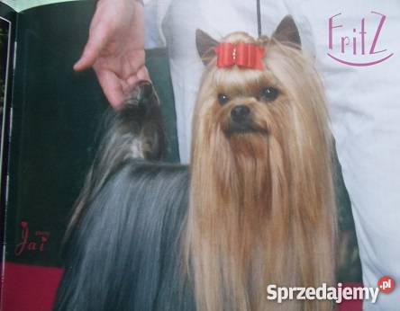 York Yorki Piesek i suczka linii mistrza świata