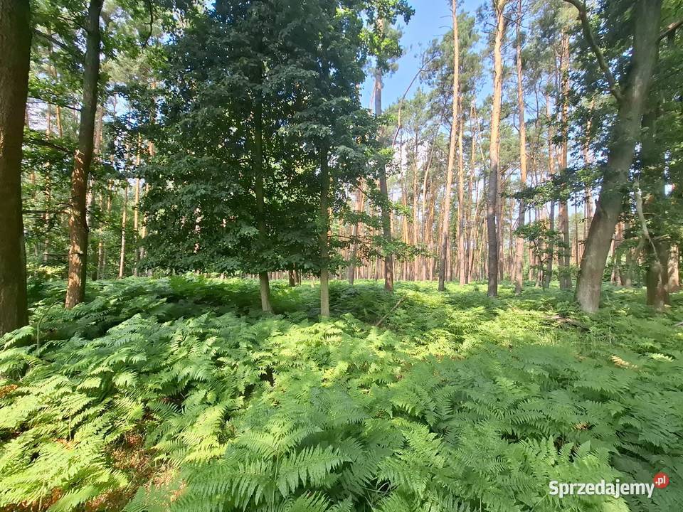 Działka rolna 28700mkw Wilkowo Dolina Baryczy 103m dolnośląskie