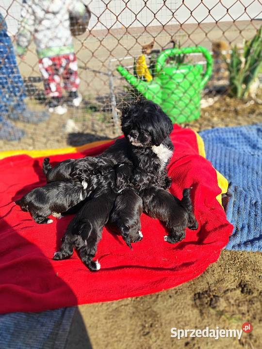 Shih tzu Zyck Polski