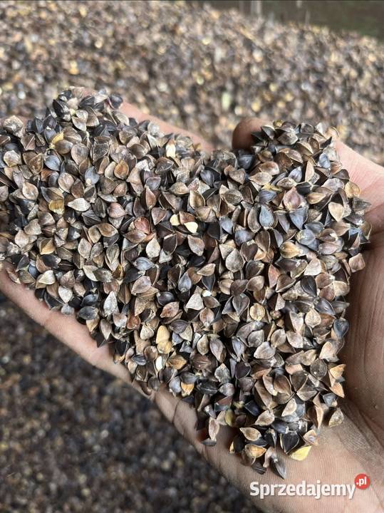 Gryka nasiona miododajna ekologiczna gotowa do Garwolin