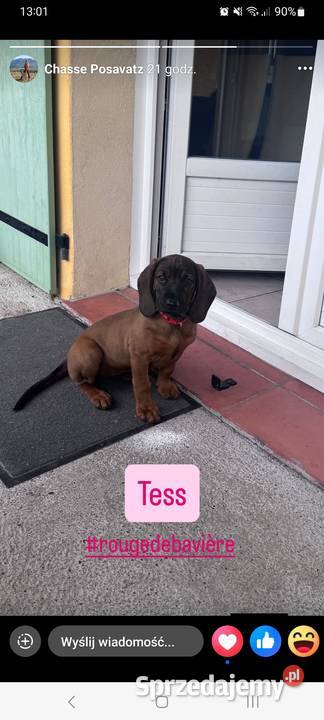 Posokowiec bawarski szczeniak