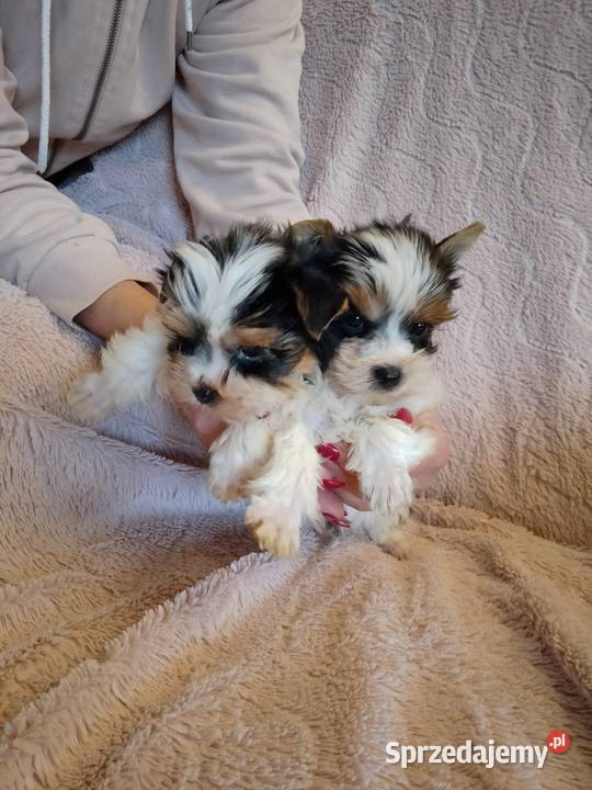 Sprzedam sunie Yorkshire Terrier Bewer Tanowo sprzedam