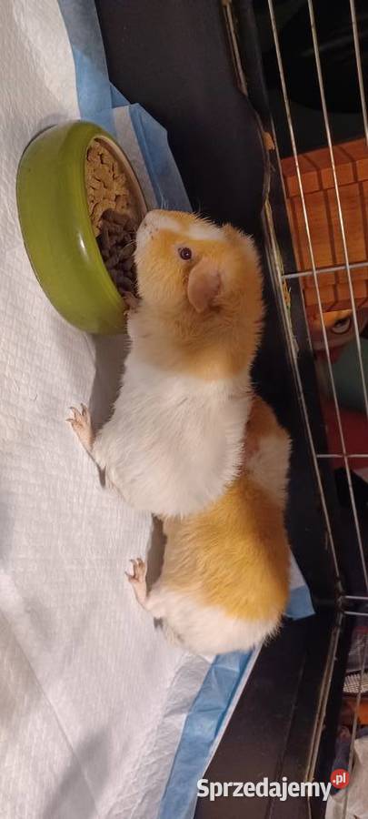 TEDDY SAMCZYK 55 MIES RUBINOWE OCZY I MNIEJSZY Kórnik