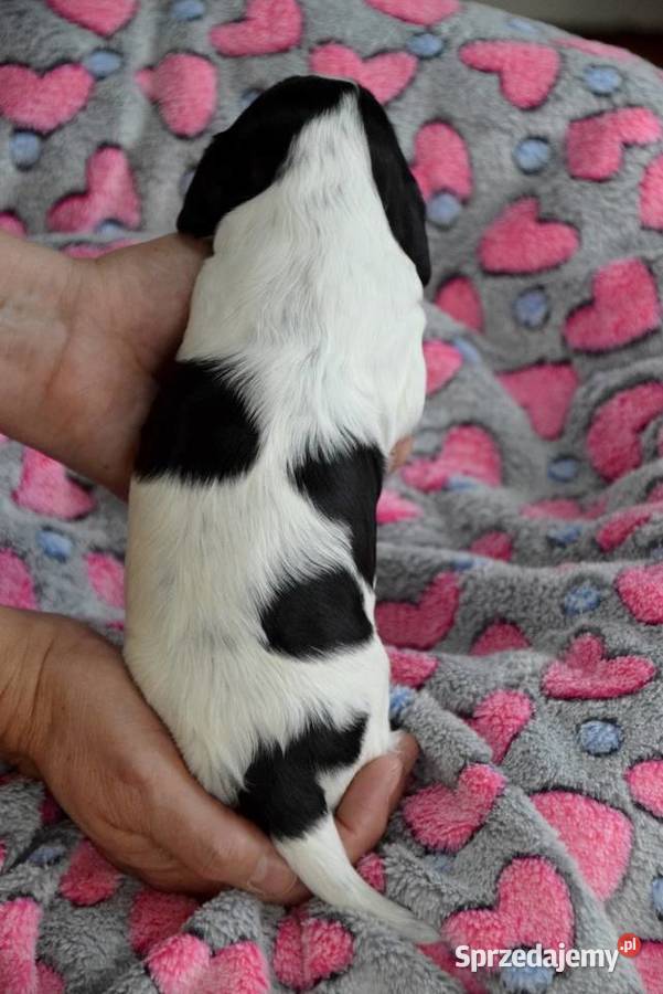 Cocker Spaniel Angielski szczenięta Cocker Spaniel