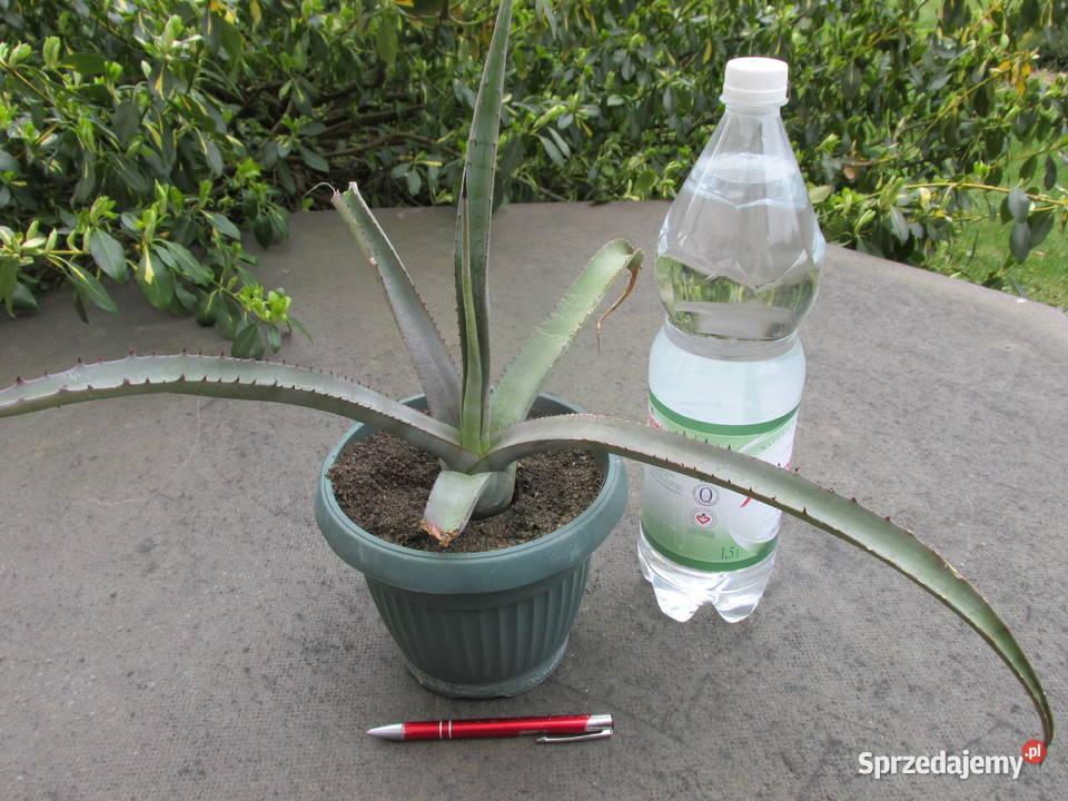 Rzadka agawa Agave cerulata Nelsonii mróz 9C Kraków