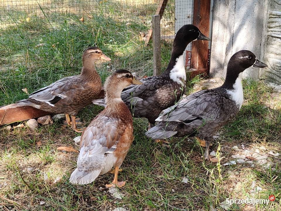 Kaczki kaczuszki call duck i francuskie piżmowe sprzedam